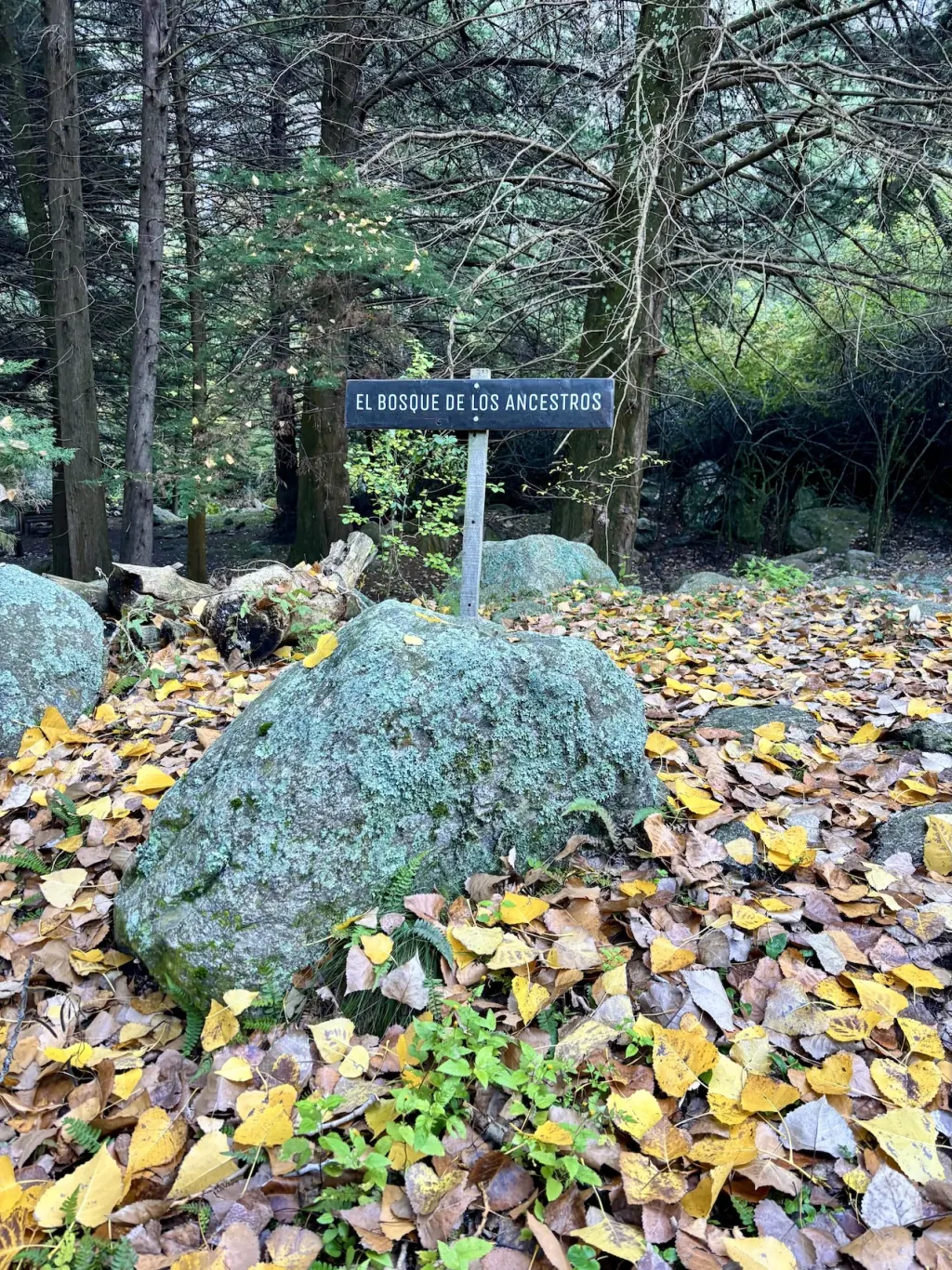 Ingreso a El Bosque de los Ancestros.