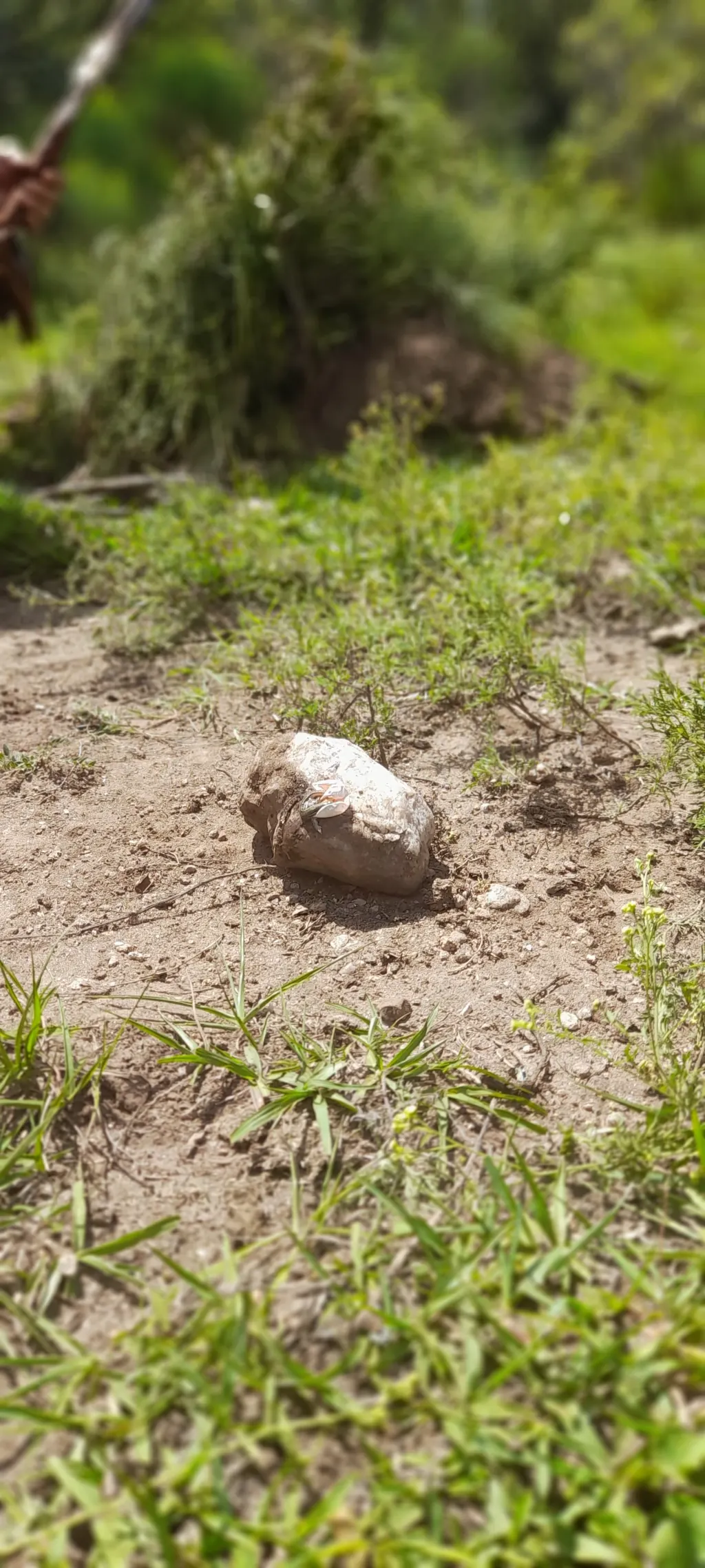 El nacimiento de lagarto al lado del fuego.