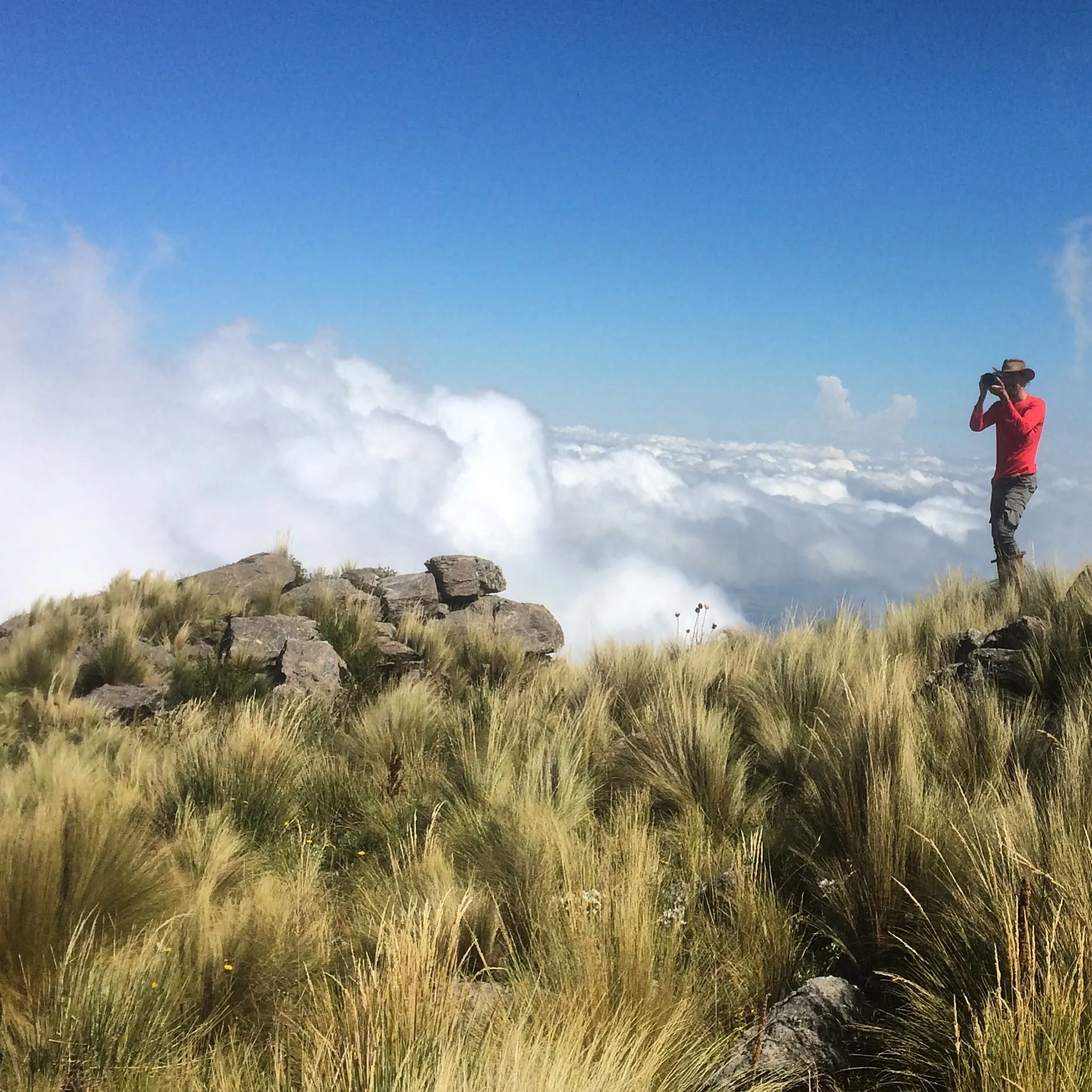 Pastizal de altura dorado en primer plano y un mar de nubes por debajo del filo.