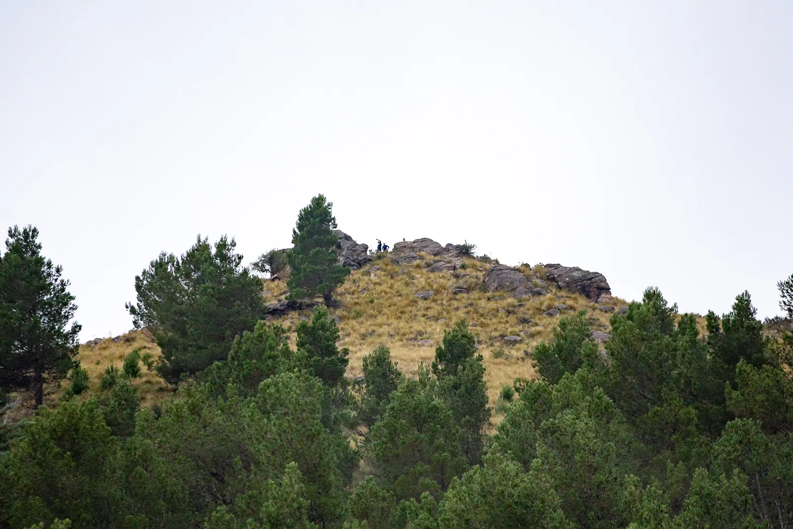 Una loma de pinos y roca contra el cielo blanco.