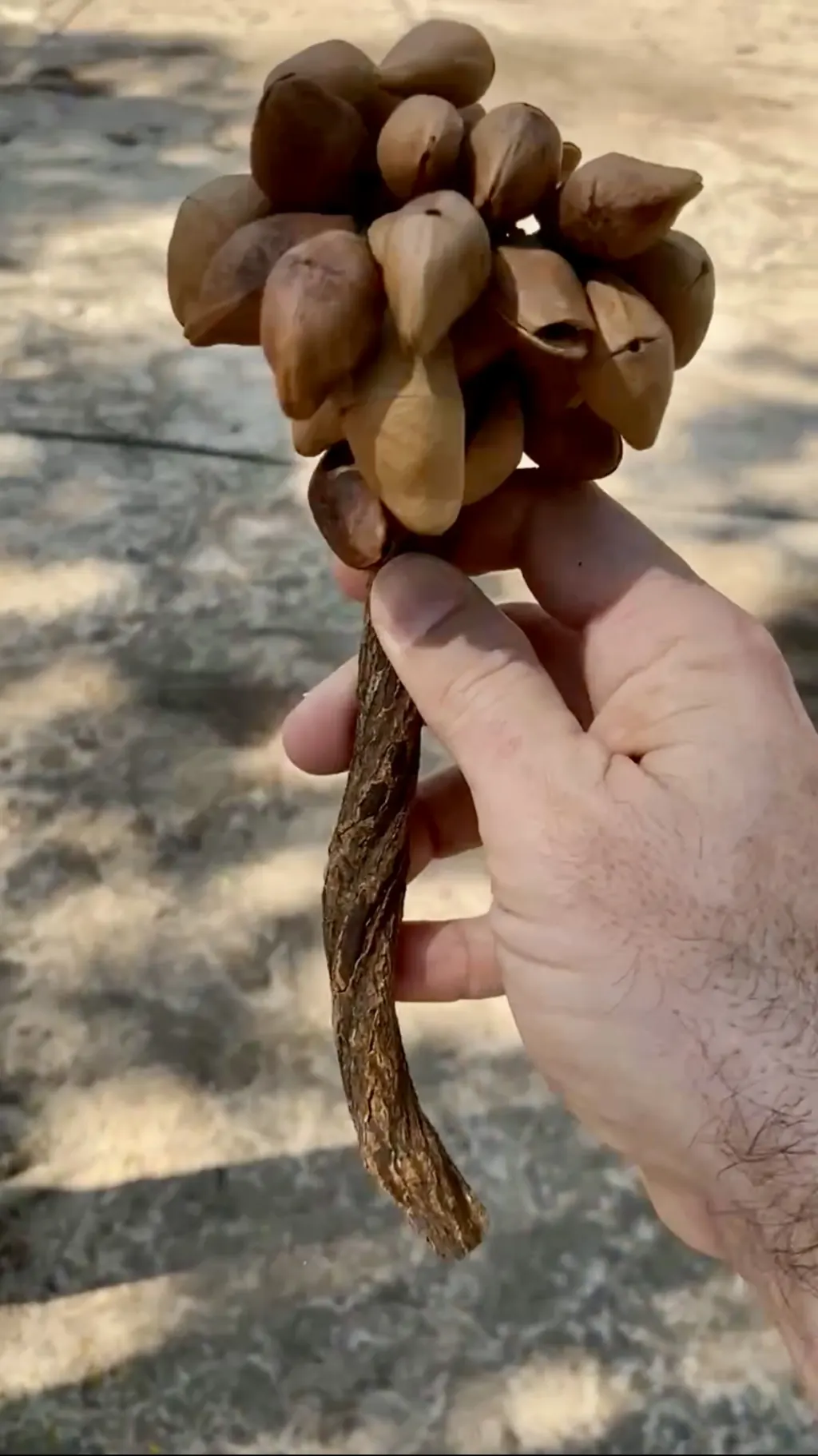 La sonaja de Catu que me recordó a mi árbol y que quemé en el fuego del bosque de los ancestros.