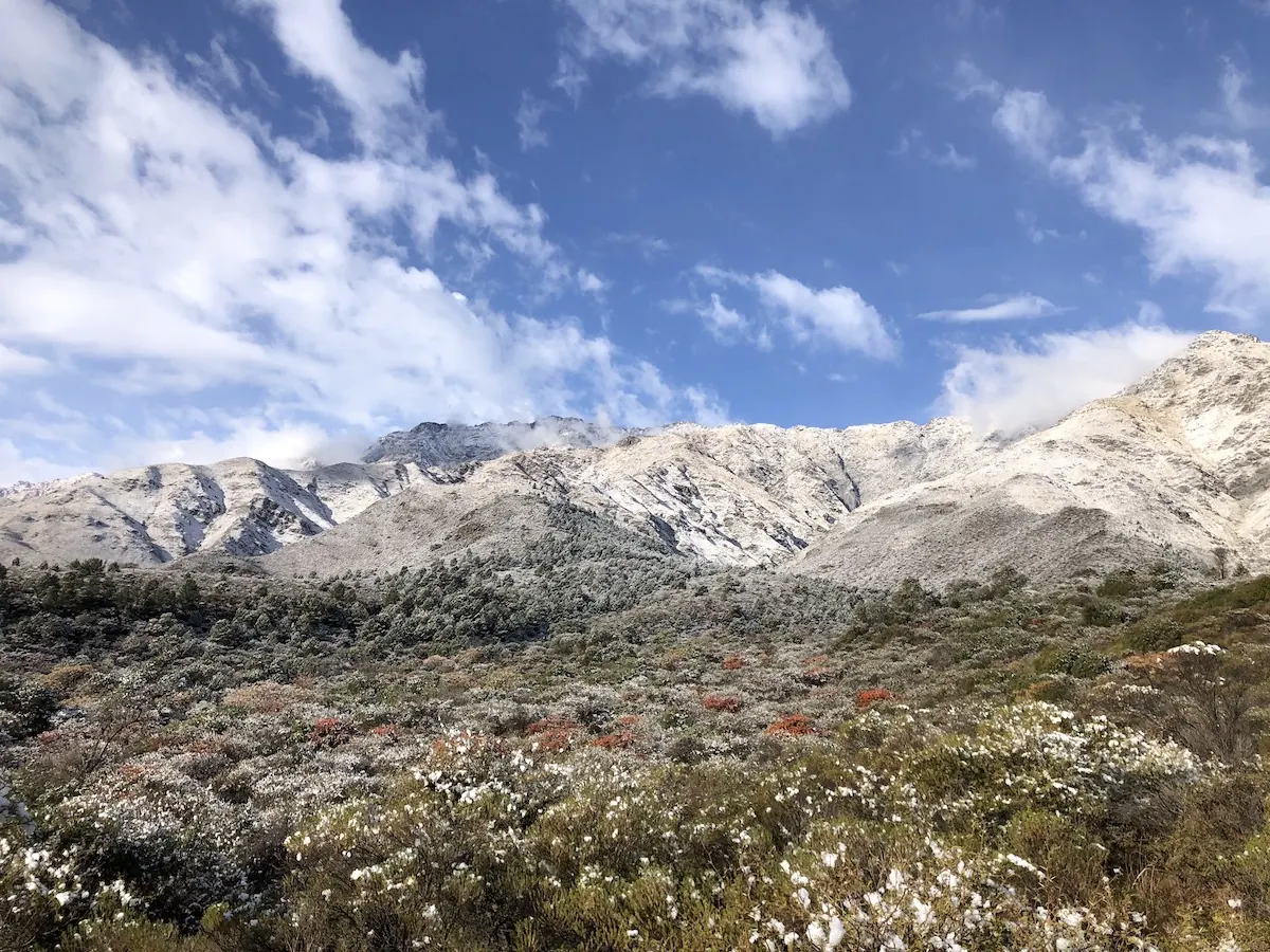 Las Sierras Grandes con nieve y los arbustos florecidos en primer plano.