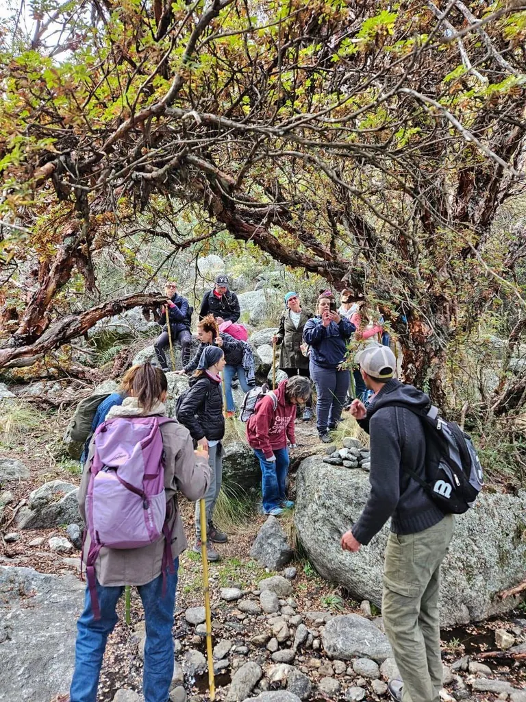 Un grupo caminando por el bosque de tabaquillos retorcidos.