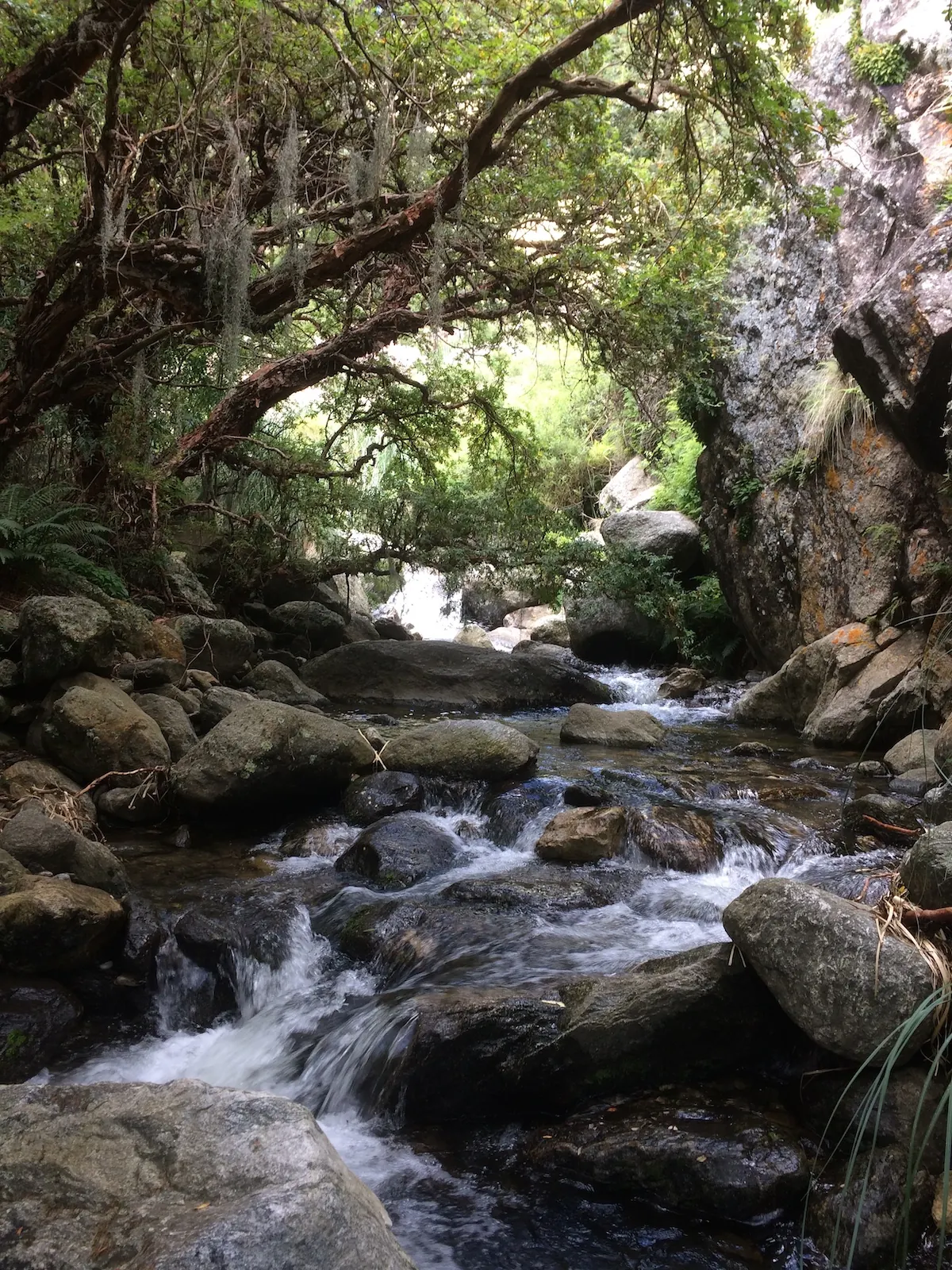 El arroyo San Javier corriendo entre rocas grandes y bosque nativo.