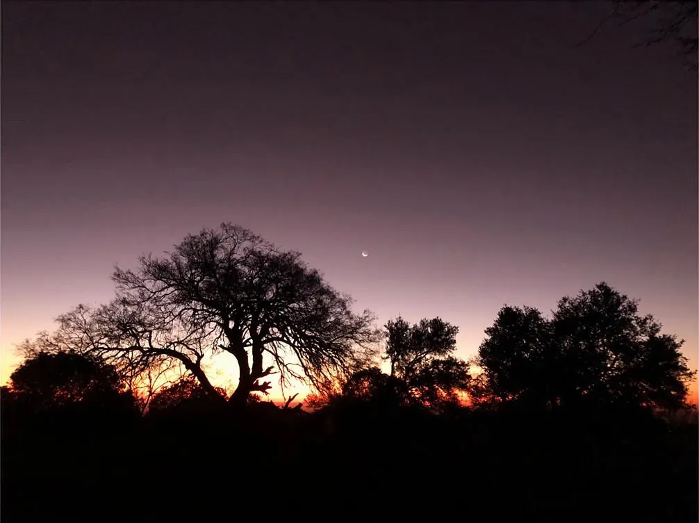 Siluetas de árboles contra el cielo del atardecer, con la luna asomando.