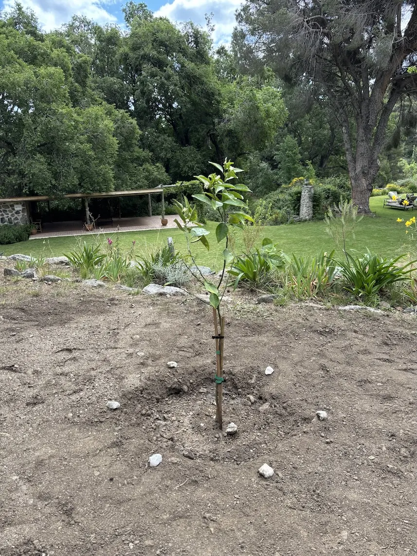 El naranjo de La Abundancia plantado en el jardín de El Infinito.