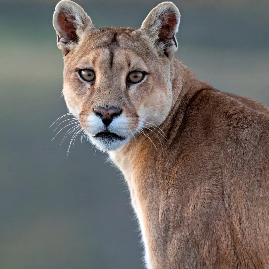 Retrato de un puma mirando a cámara.