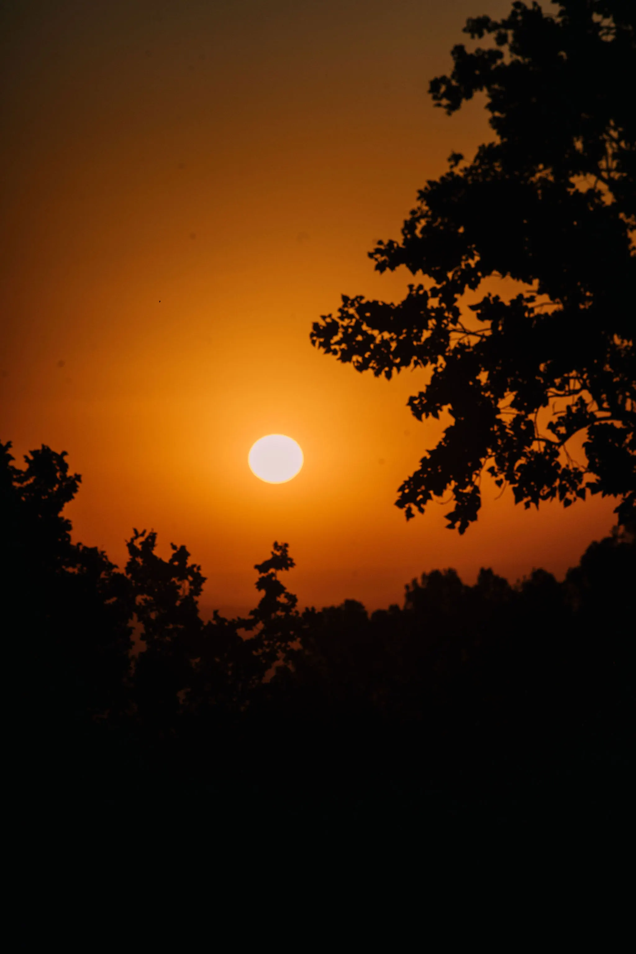 Atardecer naranja con las siluetas de los arboles.