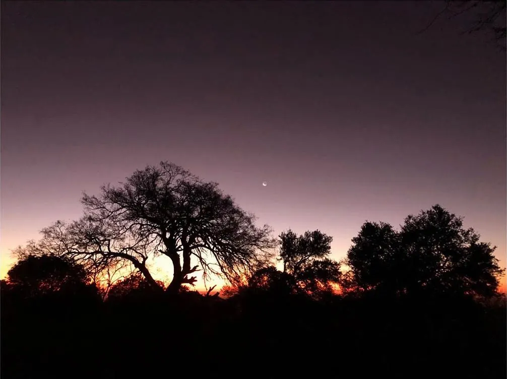Las copas de los algarrobos y talas del bosque chaqueño en silueta contra el cielo del atardecer, violeta y naranja, con la luna nueva arriba.