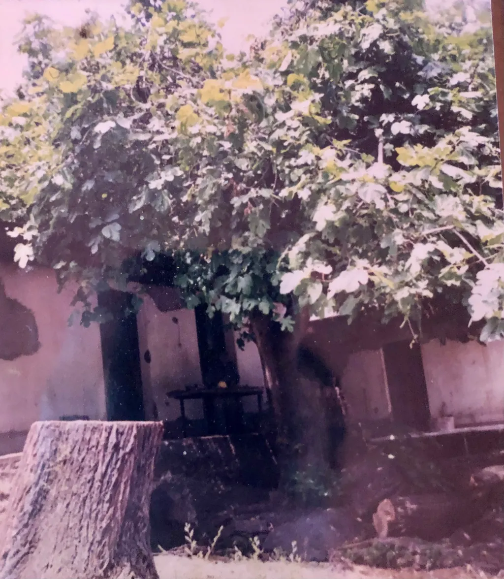 La higuera en el patio central.