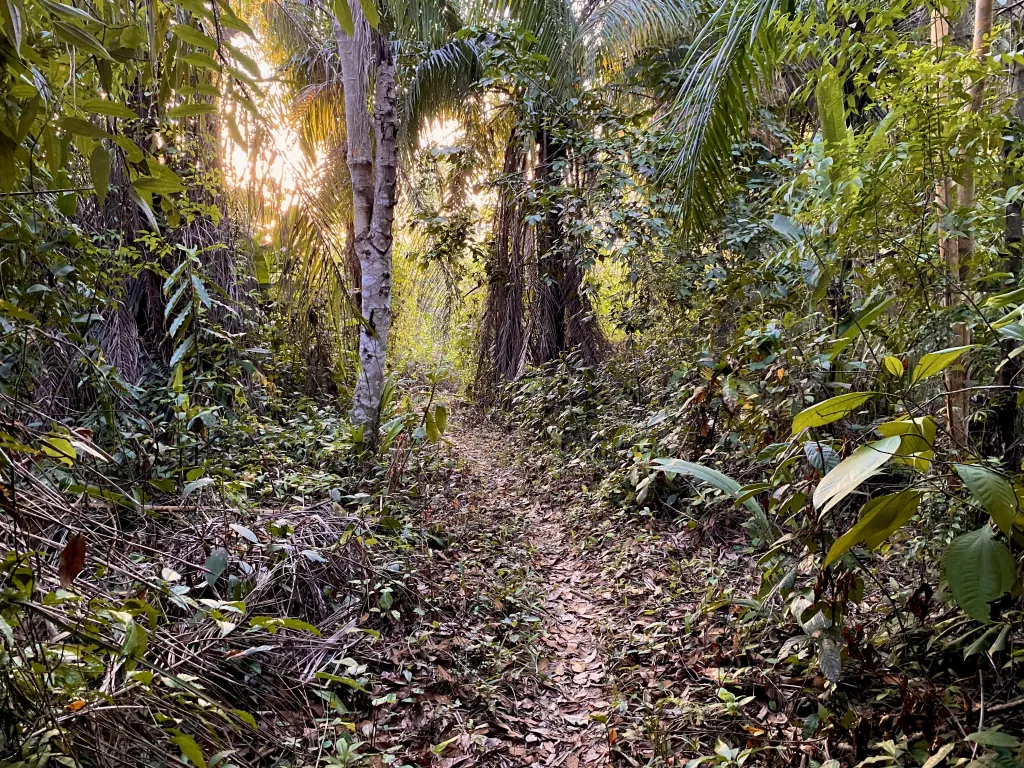 Selva de Perú.