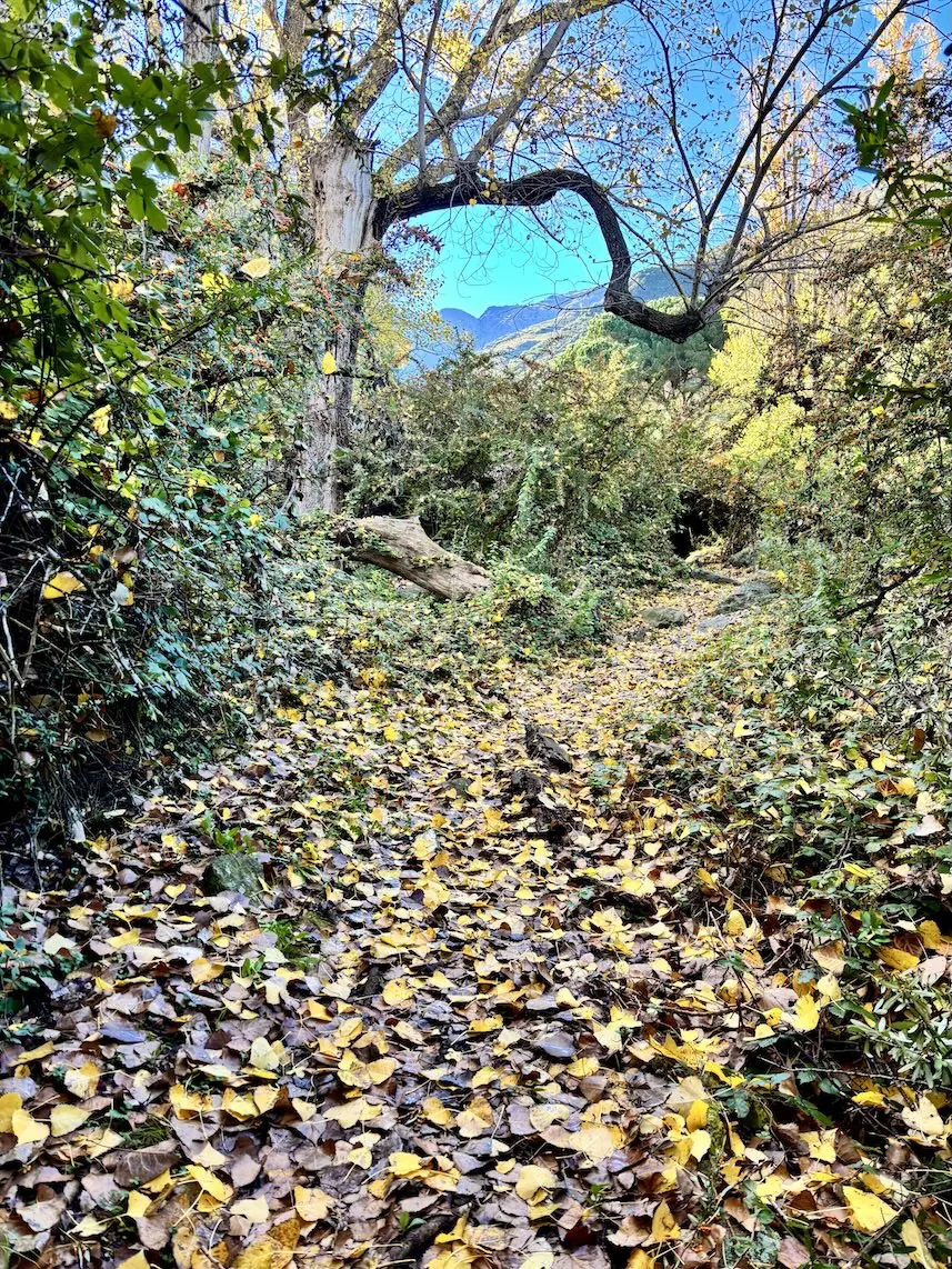 Saliendo del Bosque de los Ancestros hacia la casa.